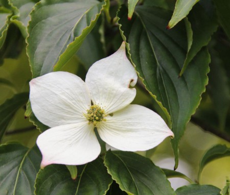 Cornus kousa, dřín japonský, 16-18, bal